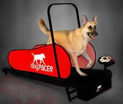Budget Friendly Dog Treadmill for Large Dogs
